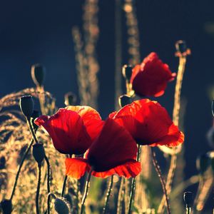 Preview wallpaper poppies, boxes, night, summer