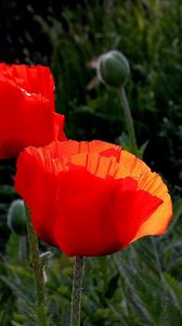 Preview wallpaper poppies, boxes, summer, close-up