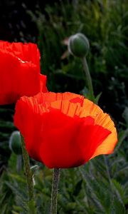 Preview wallpaper poppies, boxes, summer, close-up