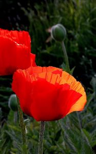 Preview wallpaper poppies, boxes, summer, close-up