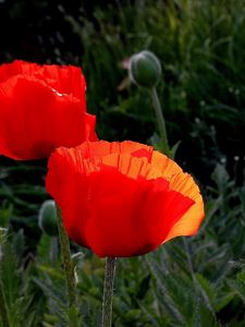 Preview wallpaper poppies, boxes, summer, close-up