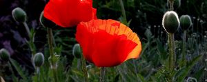 Preview wallpaper poppies, boxes, summer, close-up