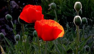 Preview wallpaper poppies, boxes, summer, close-up