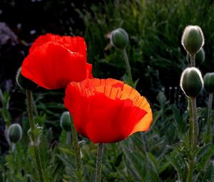 Preview wallpaper poppies, boxes, summer, close-up