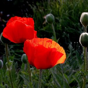 Preview wallpaper poppies, boxes, summer, close-up