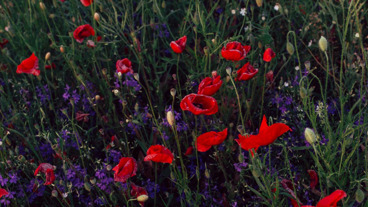 Wallpaper poppies, consolida, flowers, field, wild