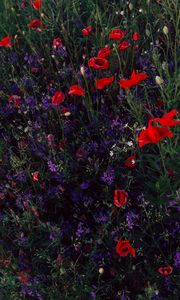 Preview wallpaper poppies, consolida, flowers, field, wild