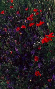 Preview wallpaper poppies, consolida, flowers, field, wild