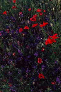 Preview wallpaper poppies, consolida, flowers, field, wild