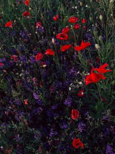 Preview wallpaper poppies, consolida, flowers, field, wild