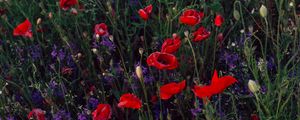 Preview wallpaper poppies, consolida, flowers, field, wild