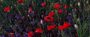 Preview wallpaper poppies, consolida, flowers, field, wild