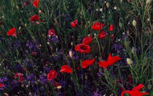 Preview wallpaper poppies, consolida, flowers, field, wild