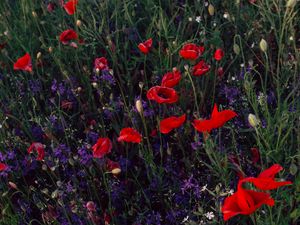 Preview wallpaper poppies, consolida, flowers, field, wild