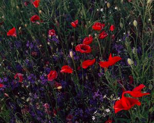 Preview wallpaper poppies, consolida, flowers, field, wild