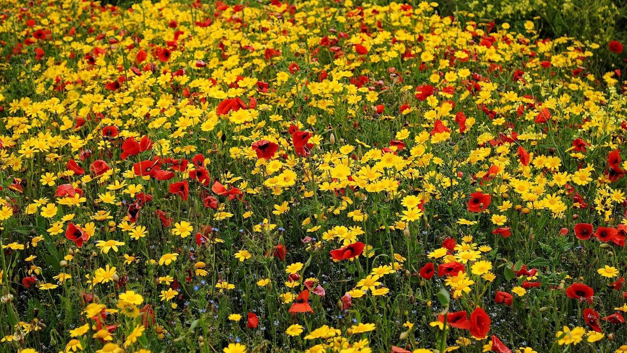 Wallpaper poppies, cornflowers, flowers, meadow, summer, mood