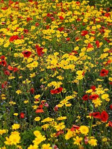 Preview wallpaper poppies, cornflowers, flowers, meadow, summer, mood