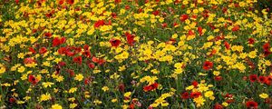 Preview wallpaper poppies, cornflowers, flowers, meadow, summer, mood