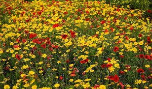 Preview wallpaper poppies, cornflowers, flowers, meadow, summer, mood