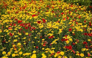 Preview wallpaper poppies, cornflowers, flowers, meadow, summer, mood