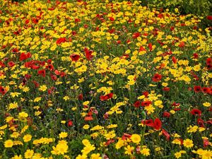 Preview wallpaper poppies, cornflowers, flowers, meadow, summer, mood