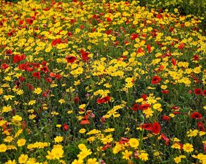 Preview wallpaper poppies, cornflowers, flowers, meadow, summer, mood