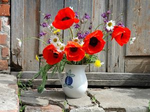 Preview wallpaper poppies, daisies, dandelions, flowers, field, flower, pitcher