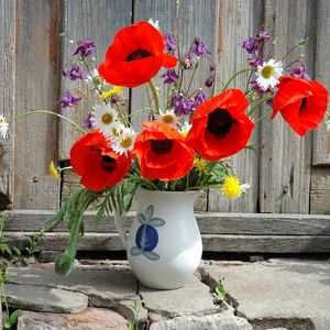 Preview wallpaper poppies, daisies, dandelions, flowers, field, flower, pitcher