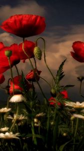 Preview wallpaper poppies, daisies, flowers, meadow, sky, clouds, evening