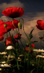 Preview wallpaper poppies, daisies, flowers, meadow, sky, clouds, evening