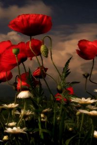 Preview wallpaper poppies, daisies, flowers, meadow, sky, clouds, evening