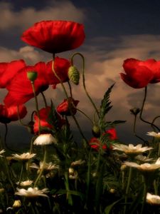 Preview wallpaper poppies, daisies, flowers, meadow, sky, clouds, evening