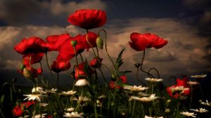 Preview wallpaper poppies, daisies, flowers, meadow, sky, clouds, evening