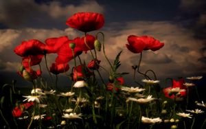 Preview wallpaper poppies, daisies, flowers, meadow, sky, clouds, evening