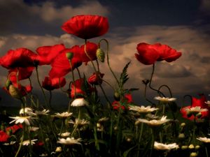 Preview wallpaper poppies, daisies, flowers, meadow, sky, clouds, evening