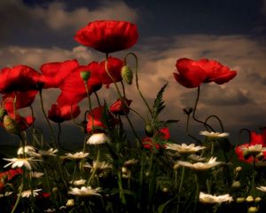 Preview wallpaper poppies, daisies, flowers, meadow, sky, clouds, evening