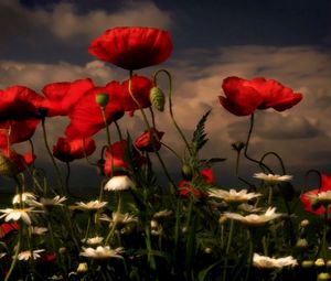 Preview wallpaper poppies, daisies, flowers, meadow, sky, clouds, evening
