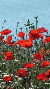 Preview wallpaper poppies, daisies, flowers, meadow