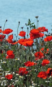 Preview wallpaper poppies, daisies, flowers, meadow