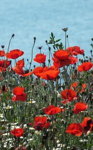 Preview wallpaper poppies, daisies, flowers, meadow