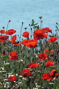 Preview wallpaper poppies, daisies, flowers, meadow