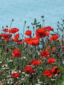 Preview wallpaper poppies, daisies, flowers, meadow