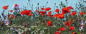 Preview wallpaper poppies, daisies, flowers, meadow