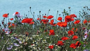 Preview wallpaper poppies, daisies, flowers, meadow