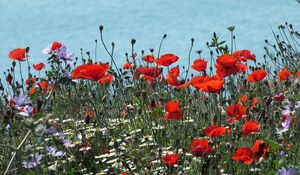 Preview wallpaper poppies, daisies, flowers, meadow