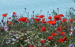 Preview wallpaper poppies, daisies, flowers, meadow