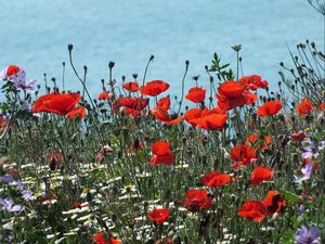 Preview wallpaper poppies, daisies, flowers, meadow