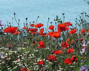 Preview wallpaper poppies, daisies, flowers, meadow