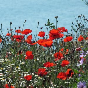 Preview wallpaper poppies, daisies, flowers, meadow