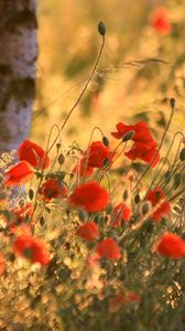 Preview wallpaper poppies, ears, summer, blurring